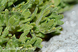 Gefurchter Steinbrech (Saxifraga exarata) (C202120)