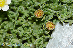 Gefurchter Steinbrech (Saxifraga exarata) (C202123)