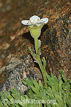 Gefurchter Steinbrech (Saxifraga exarata) (C202129)