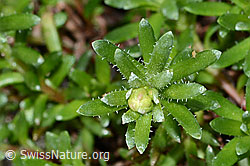 Bewimperter Steinbrech (Saxifraga aizoides) (C202253) Bewimperter Steinbrech (Saxifraga aizoides) (C202253)