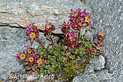 Zweiblütiger Steinbrech (Saxifraga biflora) (C202255) Zweiblütiger Steinbrech (Saxifraga biflora) (C202255)
