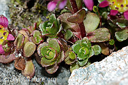 Zweiblütiger Steinbrech (Saxifraga biflora) (C202261) Zweiblütiger Steinbrech (Saxifraga biflora) (C202261)