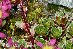 Zweiblütiger Steinbrech (Saxifraga biflora) (C202263) Zweiblütiger Steinbrech (Saxifraga biflora) (C202263)