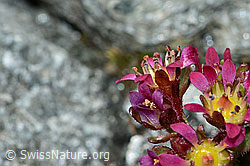 Zweiblütiger Steinbrech (Saxifraga biflora) (C202264) Zweiblütiger Steinbrech (Saxifraga biflora) (C202264)