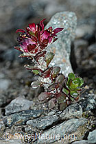 Zweiblütiger Steinbrech (Saxifraga biflora) (C202304) Zweiblütiger Steinbrech (Saxifraga biflora) (C202304)