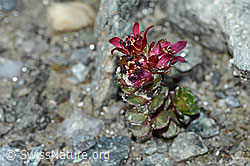Zweiblütiger Steinbrech (Saxifraga biflora) (C202307) Zweiblütiger Steinbrech (Saxifraga biflora) (C202307)