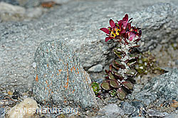 Zweiblütiger Steinbrech (Saxifraga biflora) (C202312) Zweiblütiger Steinbrech (Saxifraga biflora) (C202312)