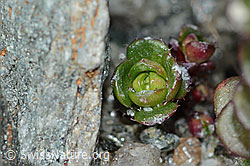 Zweiblütiger Steinbrech (Saxifraga biflora) (C202314) Zweiblütiger Steinbrech (Saxifraga biflora) (C202314)
