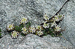 Kurzstängelige Gämskresse (Pritzelago alpina ssp. brevicaulis) (C202317)