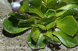 Bläuliche Gänsekresse (Arabis caerulea) (C202331)