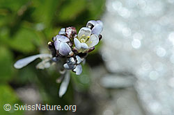 Bläuliche Gänsekresse (Arabis caerulea) (C202336)