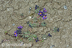 Alpen-Leinkraut (Linaria alpina) (C202341) Alpen-Leinkraut (Linaria alpina) (C202341)