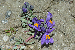 Alpen-Leinkraut (Linaria alpina) (C202342) Alpen-Leinkraut (Linaria alpina) (C202342)