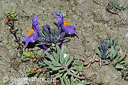 Alpen-Leinkraut (Linaria alpina) (C202344) Alpen-Leinkraut (Linaria alpina) (C202344)