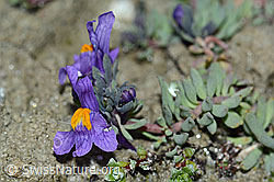 Alpen-Leinkraut (Linaria alpina) (C202345) Alpen-Leinkraut (Linaria alpina) (C202345)