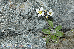 Alpen-Gänsekresse (Arabis alpina) (C202360)