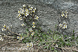 Alpen-Gänsekresse (Arabis alpina) (C202363)