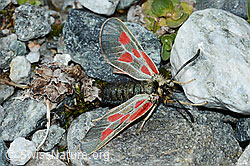 Alpen-Widderchen (Zygaena exulans) (08.2021, C202380)