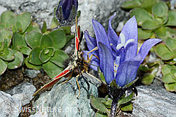 Alpen-Widderchen (Zygaena exulans) an Mont Cenis-Glockenblume (Campanula cenisia) (C202388) Alpen-Widderchen (Zygaena exulans) an Mont Cenis-Glockenblume (Campanula cenisia) (C202388)