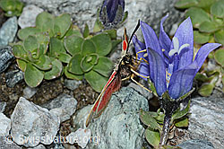 Schmetterling an Mont Cenis-Glockenblume (Campanula cenisia) (08.2021, C202389)