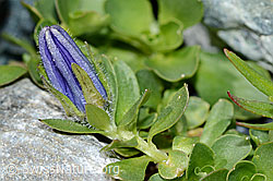 Mont Cenis-Glockenblume (Campanula cenisia) (08.2021, C202435)