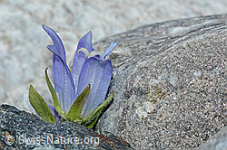 Mont Cenis-Glockenblume (Campanula cenisia) (08.2021, C202436)