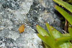 Luzernefloh (Sminthurus viridis) (08.2021, C202477)