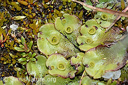 Berg-Brunnenlebermoos (Marchantia polymorpha subsp. montivagans) (C202523)
