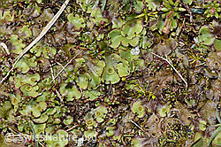 Berg-Brunnenlebermoos (Marchantia polymorpha subsp. montivagans) (C202533)
