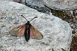 Alpen-Widderchen (Zygaena exulans) (C202550) Alpen-Widderchen (Zygaena exulans) (C202550)