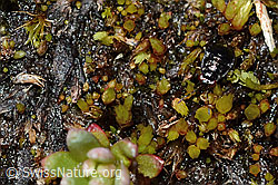 Micracanthia fennica (C202555)