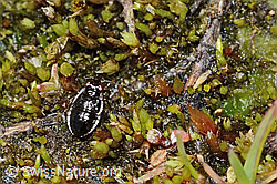 Micracanthia fennica (Uferwanze) (08.2021, C202565)