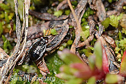 Micracanthia fennica (C202577)