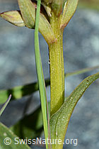 Grüne Hohlzunge (Coeloglossum viride) (C202584) Grüne Hohlzunge (Coeloglossum viride) (C202584)