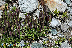 Bläuliche Gänsekresse (Arabis caerulea) (C202589) Bläuliche Gänsekresse (Arabis caerulea) (C202589)