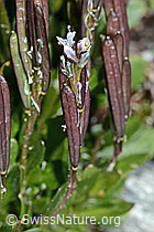 Bläuliche Gänsekresse (Arabis caerulea) (08.2021, C202590)