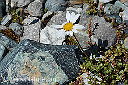 Gewöhnliche Alpenmargerite (Leucanthemopsis alpina) (08.2021, C202596)