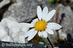 Gewöhnliche Alpenmargerite (Leucanthemopsis alpina) (08.2021, C202598)