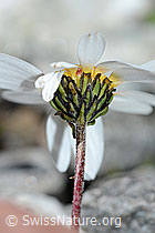 Gewöhnliche Alpenmargerite (Leucanthemopsis alpina) (C202602)
