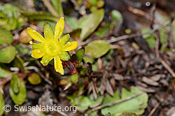 Bewimperter Steinbrech (Saxifraga aizoides) (08.2021, C202610)