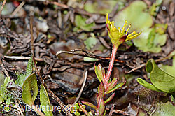 Bewimperter Steinbrech (Saxifraga aizoides) (08.2021, C202612)