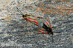 Alpen-Widderchen (Zygaena exulans) (C202680) Alpen-Widderchen (Zygaena exulans) (C202680)