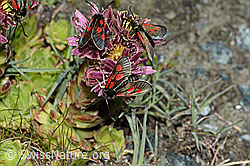 Alpen-Widderchen (Zygaena exulans) auf Berg-Hauswurz (Sempervivum montanum) (C202681)