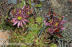 Alpen-Widderchen (Zygaena exulans) auf Berg-Hauswurz (Sempervivum montanum) (C202682)