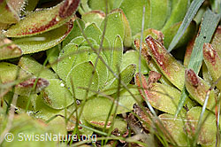 Sempervivum montanum (C202684)