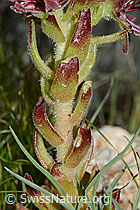 Sempervivum montanum (C202694)