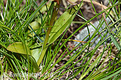 Grüne Hohlzunge (Coeloglossum viride) (C202702)