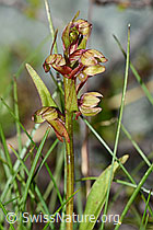 Grüne Hohlzunge (Coeloglossum viride) (C202703)