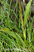 Grüne Hohlzunge (Coeloglossum viride) (C202704)