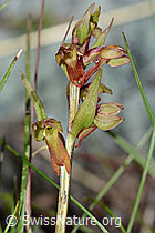 Grüne Hohlzunge (Coeloglossum viride) (C202707)